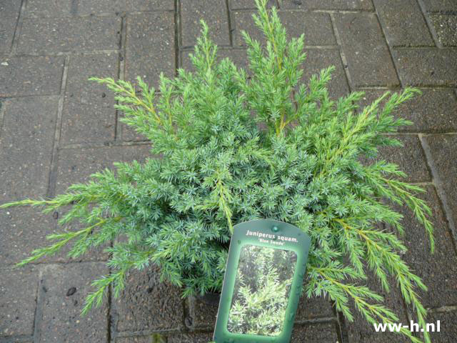 Juniperus squamata 'Blue Swede'